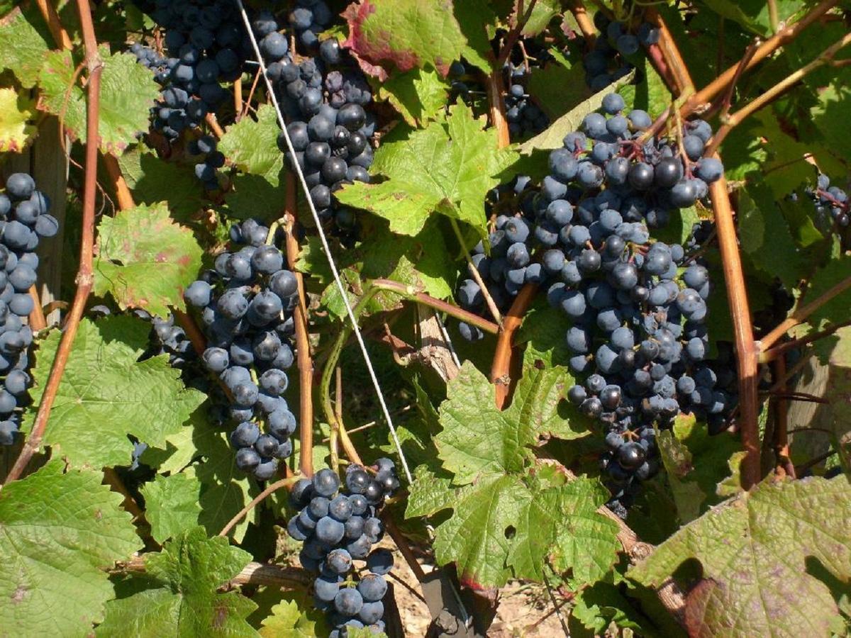Pensjonat Winzerhof Spengler Kulsheim Zewnętrze zdjęcie